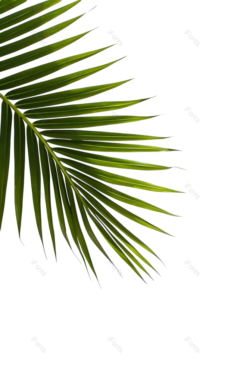 叶子图片,白色背景元素,自然PNG,植物免抠素材